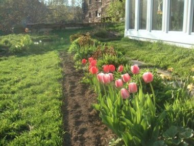 row of purple and pink tulips in front of the sunroom at Pie