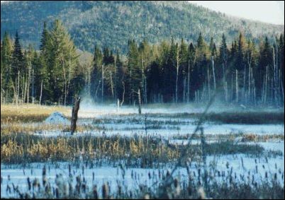 The Beaver Meadow on our Land