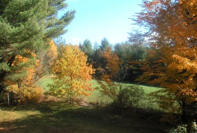 yellow gold chestnut tree against background of green mowed field