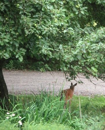 small deer under tree with apples