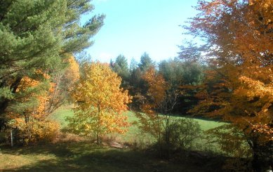 fall colors chestnut trees and other trees on hillside