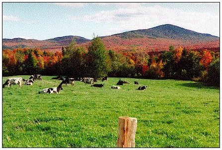 cows on field against red mountains