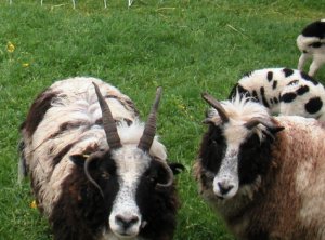 sheep flock faces